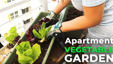 Urban Balcony Gardening