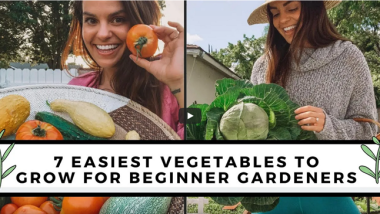 Vegetables For Beginner Gardeners