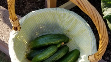 How To Grow And Care For Cucumber Plants