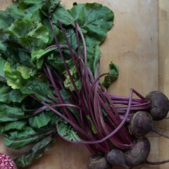 How To Grow Beets In Your Vegetable Garden