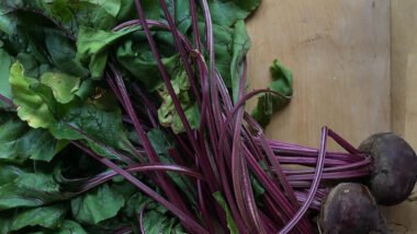 How To Grow Beets In Your Vegetable Garden