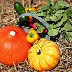 Late Summer Early Fall Vegetable Planting