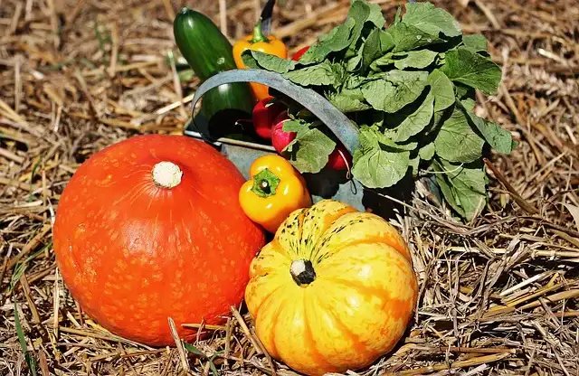 Late Summer Early Fall Vegetable Planting