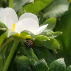 Organic Fertilizer for Vegetable Garden