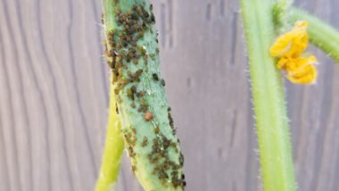 Taking Care of Pests in Your Garden