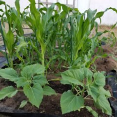 Your Own Vegetable Garden