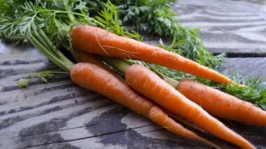 starting a vegetable garden