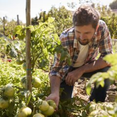 Cultivating Exceptional Tomatoes