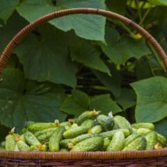 Cultivating Garden Fresh Produce