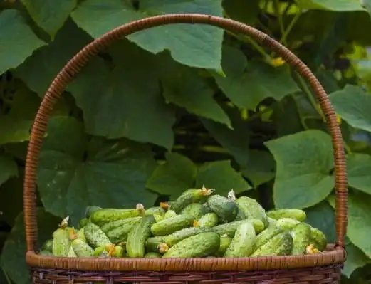 Cultivating Garden Fresh Produce