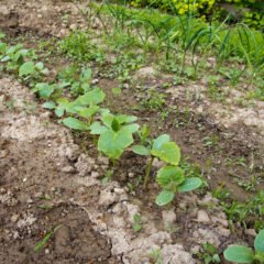 Essential Guidelines for Starting Your First Garden