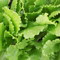 Low-cost Vegetable Garden