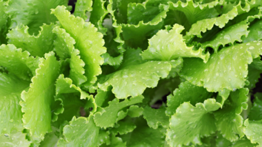 Low-cost Vegetable Garden